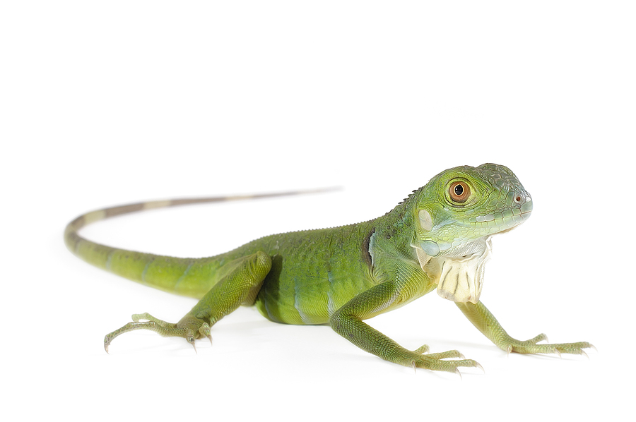 bigstock-Baby-Iguana-38438962